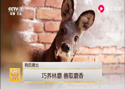 巧養林麝 善取麝香